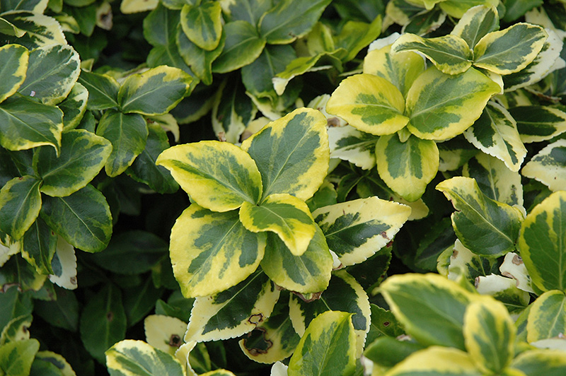 Euonymus Gold Prince 5lt